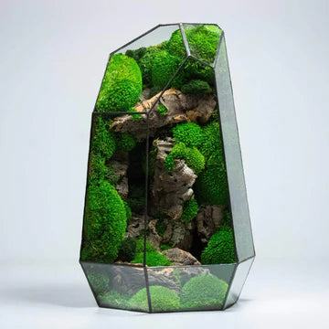 Prismia Terrarium