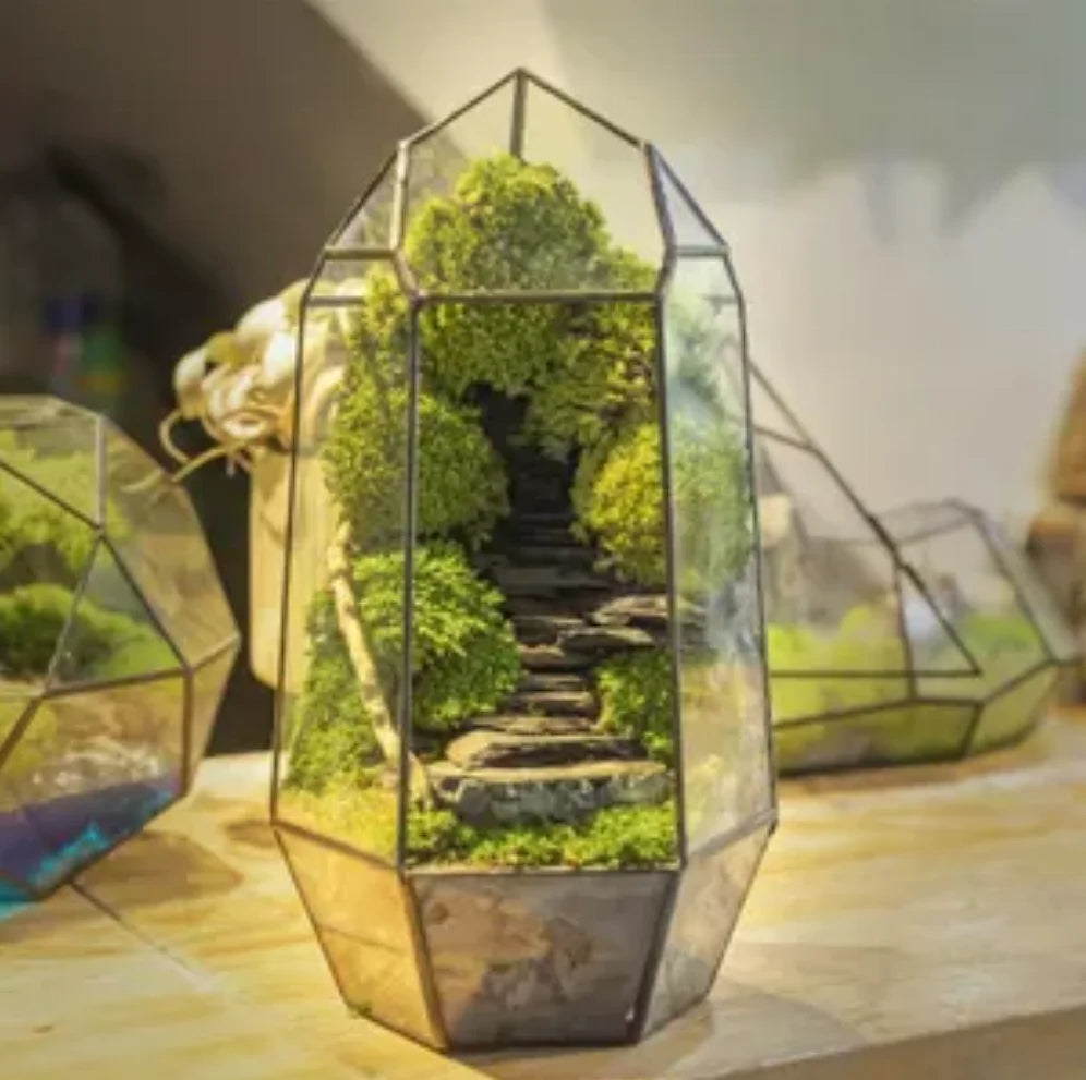 Prismia Terrarium
