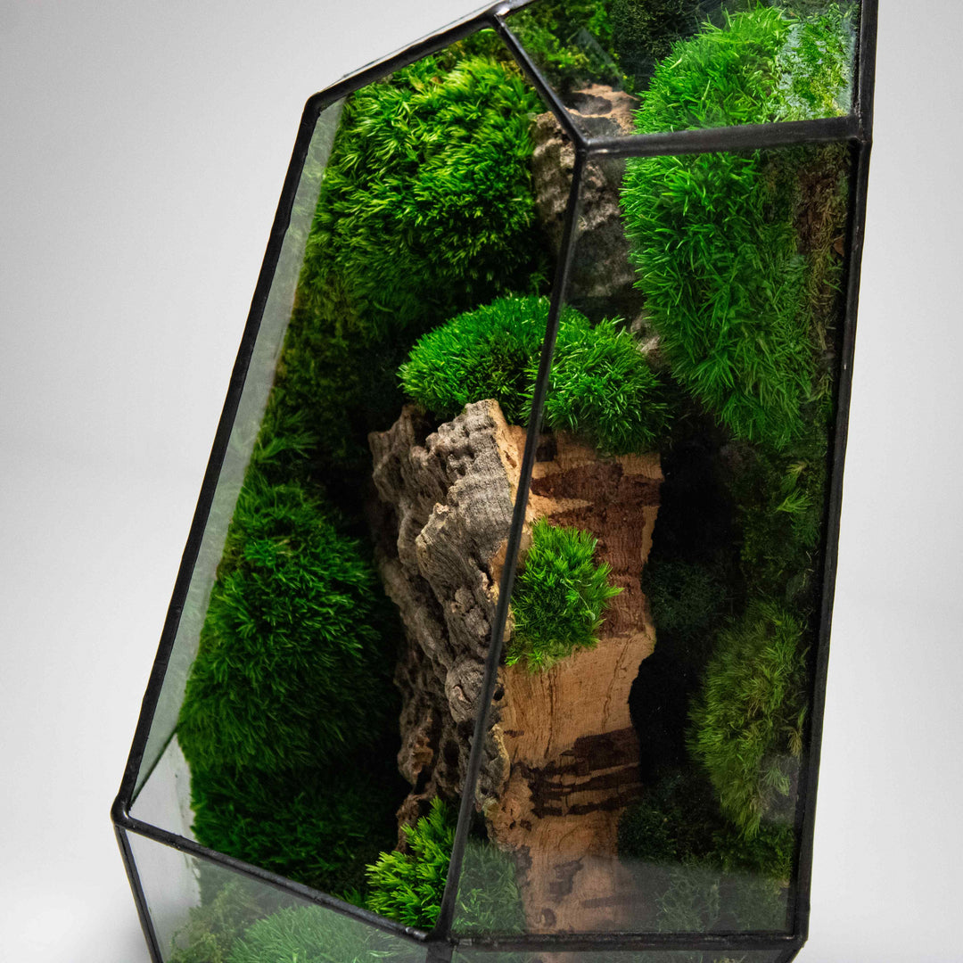 Prismia Terrarium